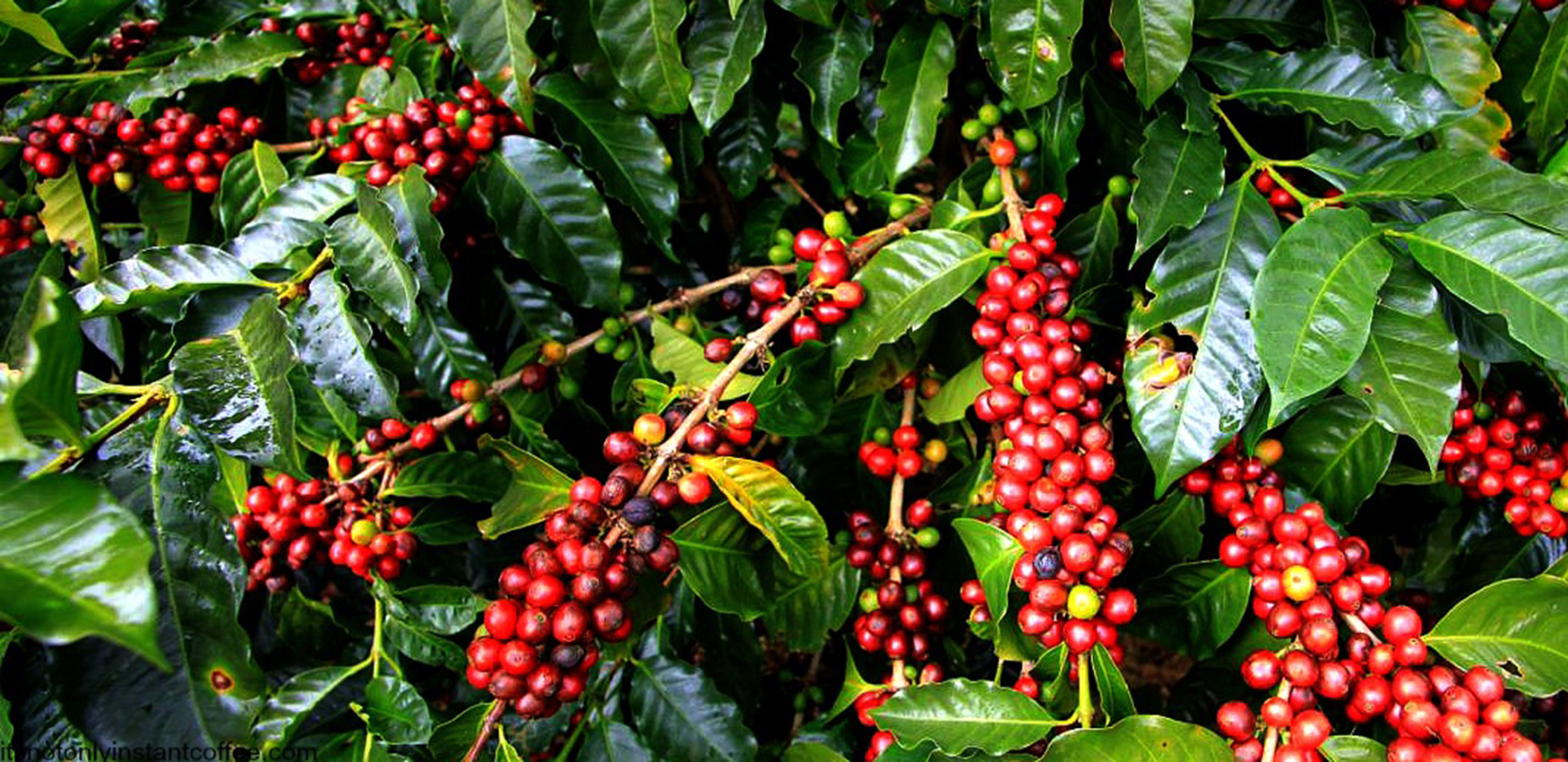 Café et cacao chez les producteurs de la région de Cusco