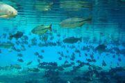 Wildlife - Fish - Bonito - Snorkeling - Bresil - Pasion Andina