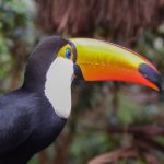 Pantanal - Toucan - Pasion Andina - Selva - Brasil - Wildlife
