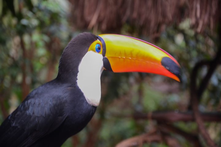 Pantanal - Toucan - Pasion Andina - Selva - Bresil - Wildlife