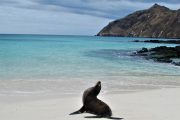 Wildlife - Sealion - Galapagos - Pasion Andina
