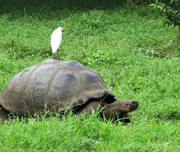 Wildlife - Galapagos - Tortugas - Pasion Andina - Ecuador - Nature