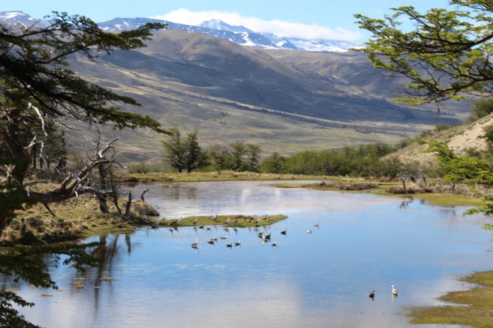 Faune patagonienne