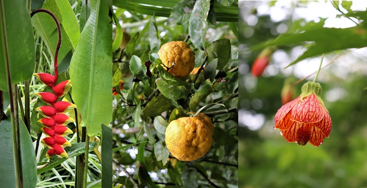 Plantes et Fruits du Palili - Casa de Campo