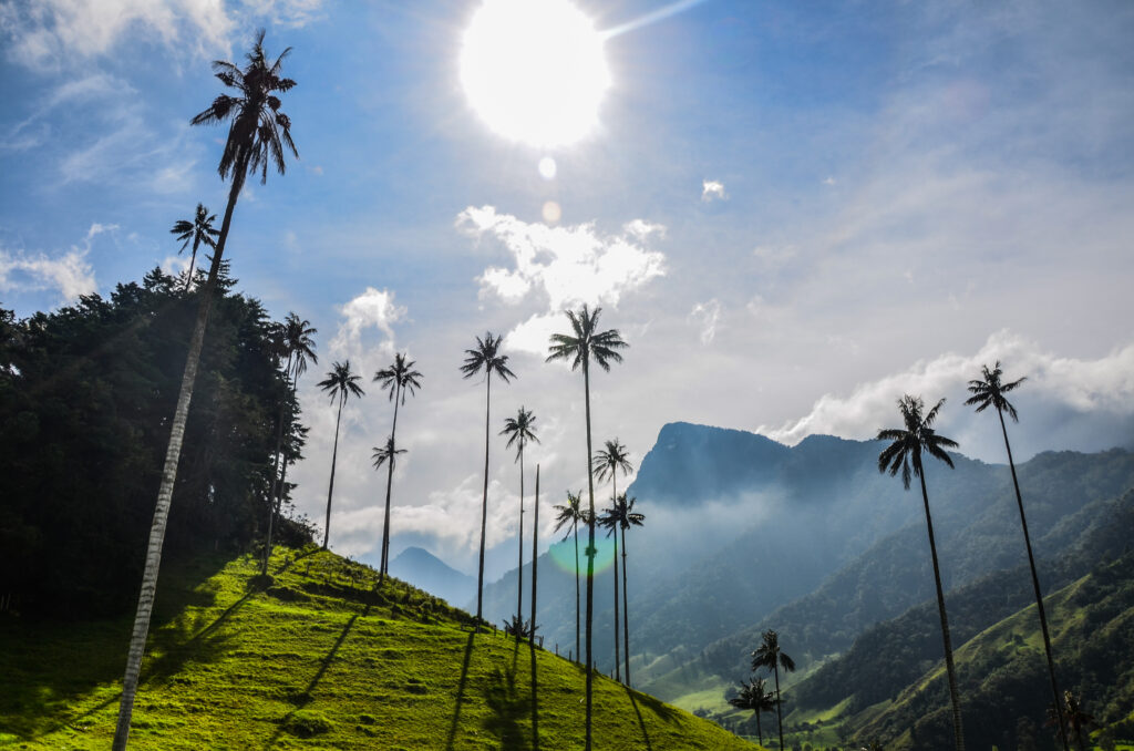 Palmas de cera, el sol alumbra el paisaje cultural cafetero, en el departamento Quindío, Colombia